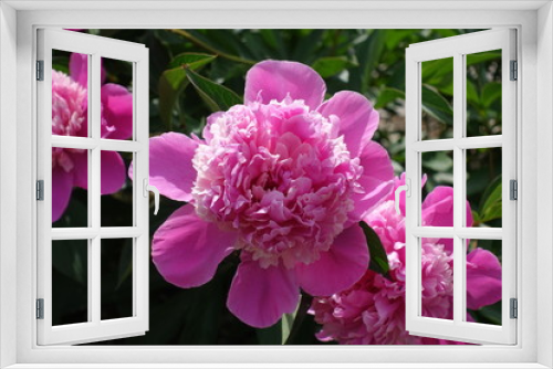 Fototapeta Naklejka Na Ścianę Okno 3D - Bright pink flowers of Paeonia officinalis in may