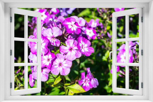 Fototapeta Naklejka Na Ścianę Okno 3D - Bright flowering plants in the garden on sunny day
