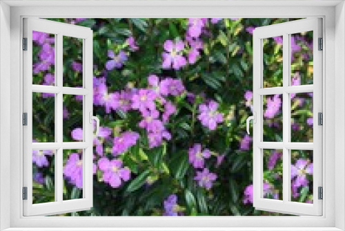Fototapeta Naklejka Na Ścianę Okno 3D - Lila Blüten - Blumengruss 