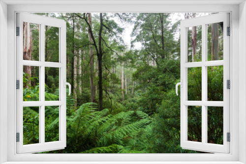 Fototapeta Naklejka Na Ścianę Okno 3D - Otway National Park