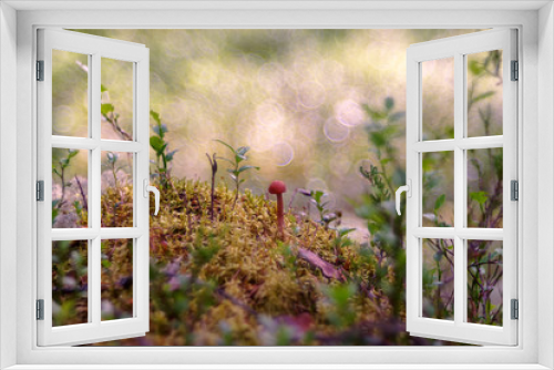 Fototapeta Naklejka Na Ścianę Okno 3D - Mushroom