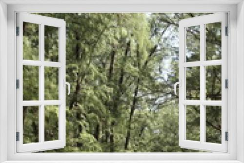 Fototapeta Naklejka Na Ścianę Okno 3D - Aged Pine Wood Forest against Wind from Ocean beach, abstract look bark, brach and tree bod
