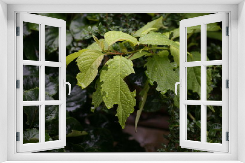 Fototapeta Naklejka Na Ścianę Okno 3D - raindrops on leaves