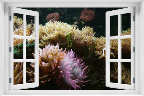 Fototapeta Naklejka Na Ścianę Okno 3D - Sea anemones