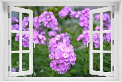 Fototapeta Naklejka Na Ścianę Okno 3D - The blossoming phlox (Phlox L.)