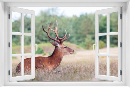 Fototapeta Naklejka Na Ścianę Okno 3D - Deer sitting in a forest
