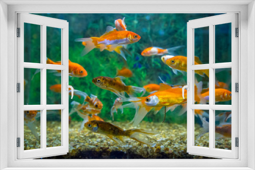 Fototapeta Naklejka Na Ścianę Okno 3D - fish aquatic ornament tank relaxation