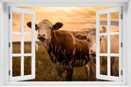 Fototapeta Naklejka Na Ścianę Okno 3D - Cows in sunset