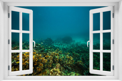 Fototapeta Naklejka Na Ścianę Okno 3D - Coral reer