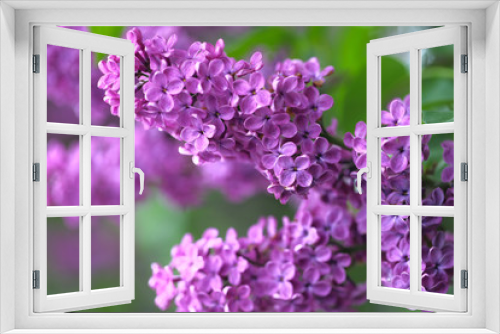 Fototapeta Naklejka Na Ścianę Okno 3D - Purple lilac. Texture background with copy space