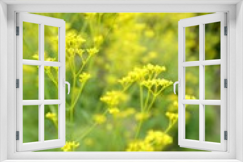 Fototapeta Naklejka Na Ścianę Okno 3D - オミナエシの花