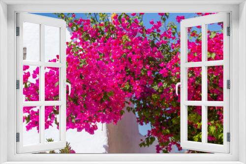 Fototapeta Naklejka Na Ścianę Okno 3D - Beautiful blooming bougenvilia in Emporio on the island of Santorini in Greece.