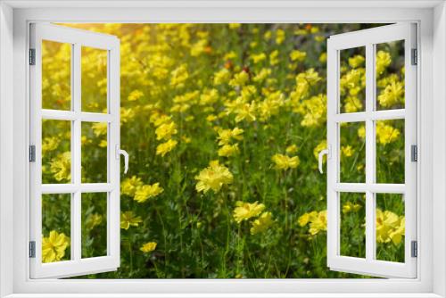 Fototapeta Naklejka Na Ścianę Okno 3D - Yellow cosmos flower