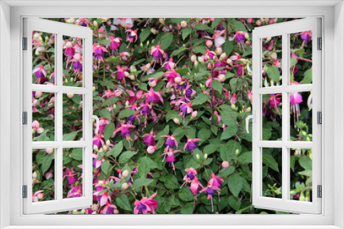 Fototapeta Naklejka Na Ścianę Okno 3D - A Beautiful Floral Background of Purple Fuscia Flowers.