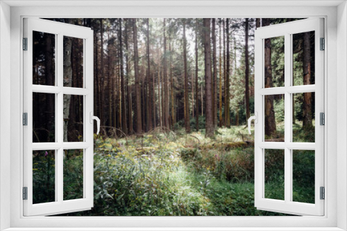 Fototapeta Naklejka Na Ścianę Okno 3D - Wildromatische Wald Impression, Herbst und Sonnenschein