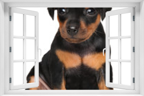 Fototapeta Naklejka Na Ścianę Okno 3D - Miniature Pinscher puppy
