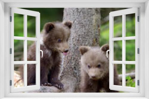 Fototapeta Naklejka Na Ścianę Okno 3D - Young brown bear in the forest