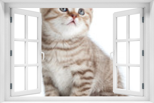 Fototapeta Naklejka Na Ścianę Okno 3D - Sitting young cat looking with great attention isolated