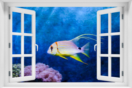 Fototapeta Naklejka Na Ścianę Okno 3D - Sailfin snapper (Symphorichthys spilurus)