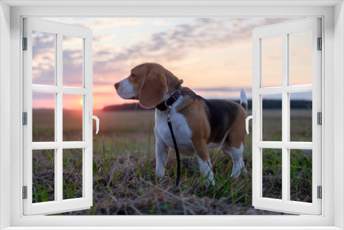 Fototapeta Naklejka Na Ścianę Okno 3D - Beagle dog walking in the autumn evening