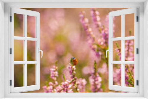 Fototapeta Naklejka Na Ścianę Okno 3D - Heather. Ladybug on a bush of wild heather in the forest