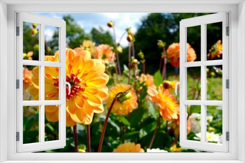 Fototapeta Naklejka Na Ścianę Okno 3D - Sommer Herbst Grußkarte - Dahlien im Garten