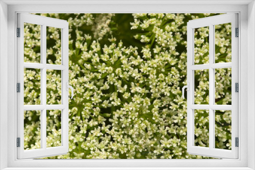 Fototapeta Naklejka Na Ścianę Okno 3D - flower