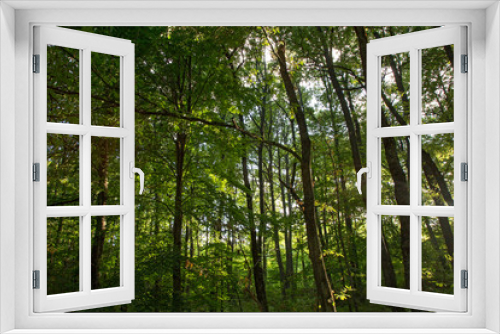 Fototapeta Naklejka Na Ścianę Okno 3D - Bosco di Montemarano