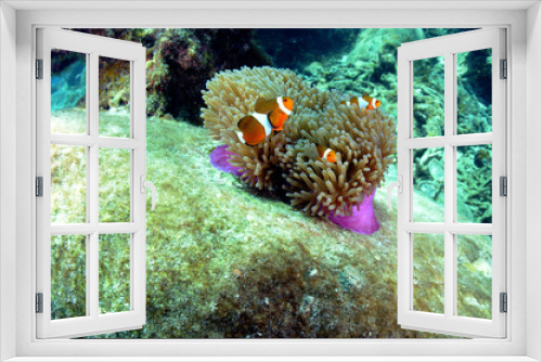 Fototapeta Naklejka Na Ścianę Okno 3D - Clownfish found in coral reef area at Redang island, Malaysia