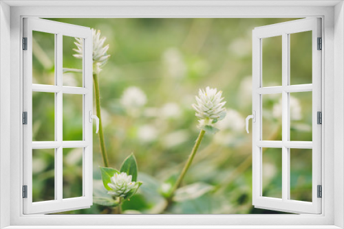 Fototapeta Naklejka Na Ścianę Okno 3D - Flower grass