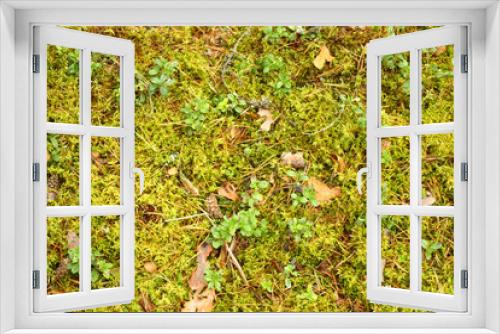 Fototapeta Naklejka Na Ścianę Okno 3D - Green forest grass