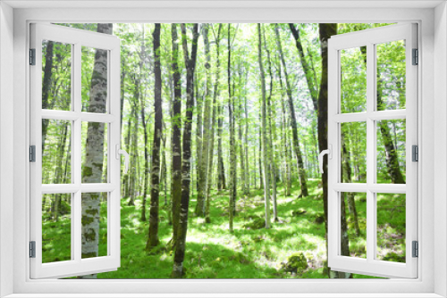 Fototapeta Naklejka Na Ścianę Okno 3D - beech forest