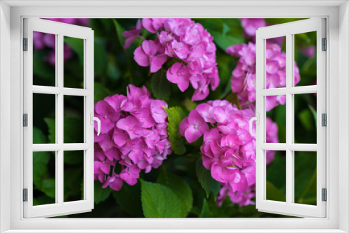 Fototapeta Naklejka Na Ścianę Okno 3D - The pink hydrangea blooms in the summer garden. Bright pink flowers close-up.