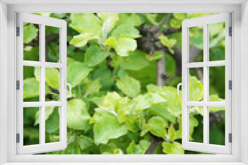 Fototapeta Naklejka Na Ścianę Okno 3D - Euonymus sacrosancta or spindle tree green leaves