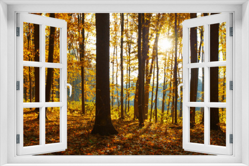 Fototapeta Naklejka Na Ścianę Okno 3D - Golden autumnal forest with sunbeams