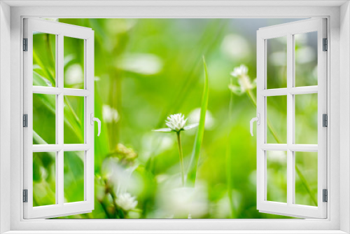 Fototapeta Naklejka Na Ścianę Okno 3D - Grass flower
