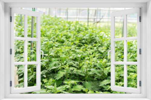 Fototapeta Naklejka Na Ścianę Okno 3D - greenhouse full of lisianthus grandiflorum plants horticulture hothouse agriculture