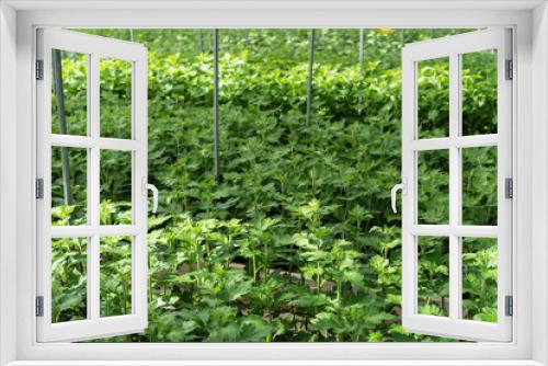 Fototapeta Naklejka Na Ścianę Okno 3D - greenhouse full of lisianthus grandiflorum plants horticulture hothouse agriculture