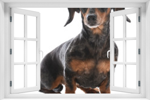 Fototapeta Naklejka Na Ścianę Okno 3D - miniature dachshund sitting