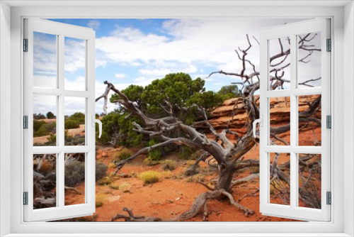Fototapeta Naklejka Na Ścianę Okno 3D - Desert Tree