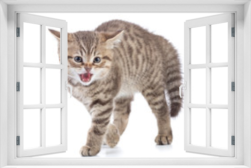 Fototapeta Naklejka Na Ścianę Okno 3D - Afraid or scared funny kitten cat isolated