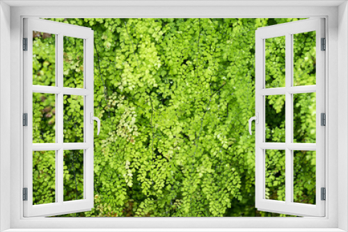 Fototapeta Naklejka Na Ścianę Okno 3D - close up green moss background