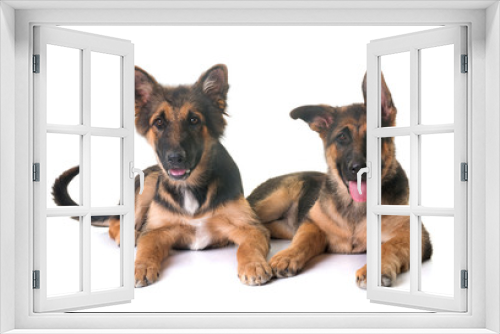 Fototapeta Naklejka Na Ścianę Okno 3D - puppies german shepherd