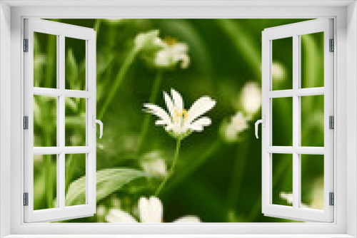 Fototapeta Naklejka Na Ścianę Okno 3D - White meadow flowers