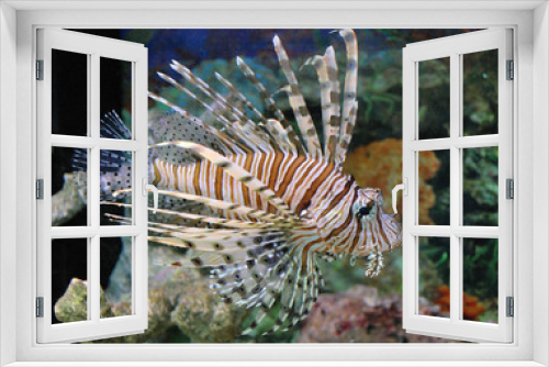 Fototapeta Naklejka Na Ścianę Okno 3D - Creatura marina