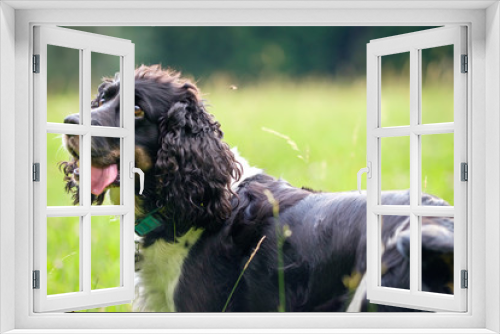 Fototapeta Naklejka Na Ścianę Okno 3D - Happy cute dog english springer spaniel on the meadow