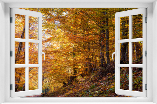 Fototapeta Naklejka Na Ścianę Okno 3D - colorful forest in autumn