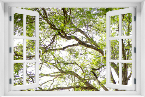 Fototapeta Naklejka Na Ścianę Okno 3D - forest