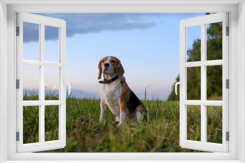Fototapeta Naklejka Na Ścianę Okno 3D - Beagle dog on walk in autumn at sunset