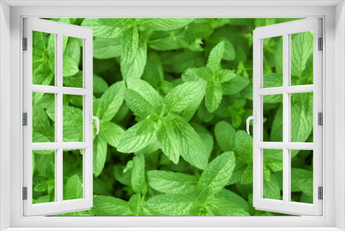 Fototapeta Naklejka Na Ścianę Okno 3D - Fresh green mint in garden